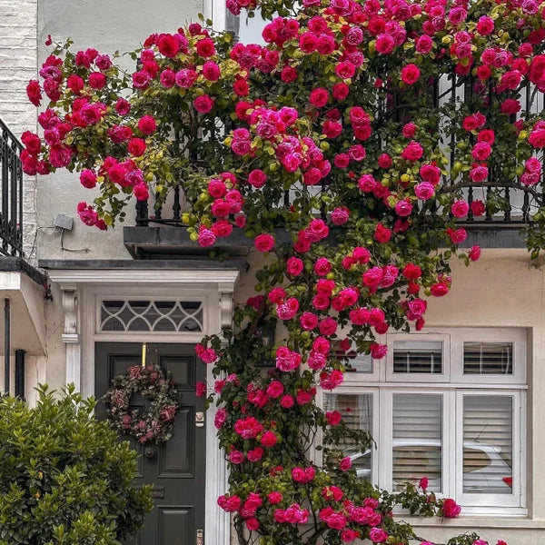 Rosa Bloom™ – Premium Climbing Rose Seeds