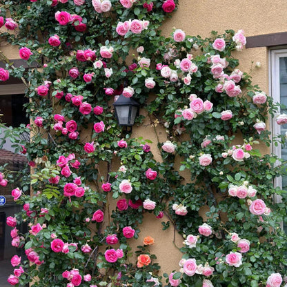 Rosa Bloom™ – Premium Climbing Rose Seeds
