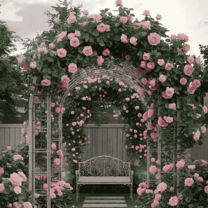 Rosa Bloom™ – Premium Climbing Rose Seeds