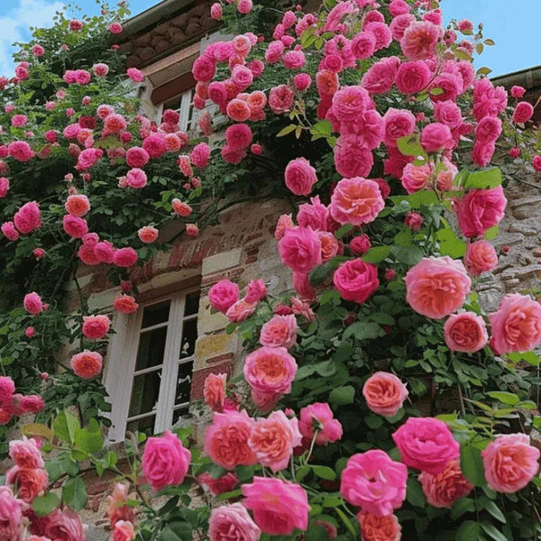 Rosa Bloom™ – Premium Climbing Rose Seeds