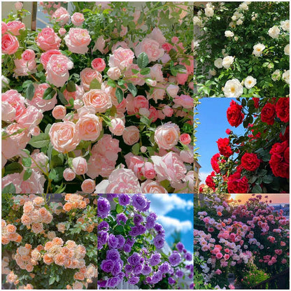 Rosa Bloom™ – Premium Climbing Rose Seeds