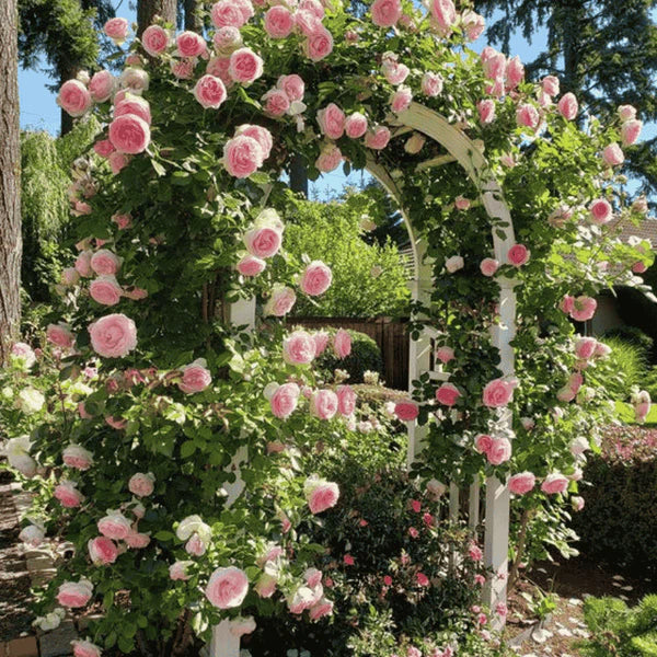 Rosa Bloom™ – Premium Climbing Rose Seeds