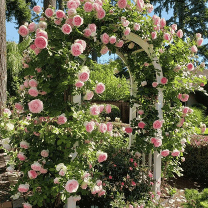 Rosa Bloom™ – Premium Climbing Rose Seeds