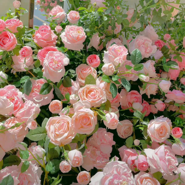 Rosa Bloom™ – Premium Climbing Rose Seeds