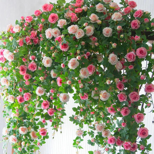 Rosa Bloom™ – Premium Climbing Rose Seeds