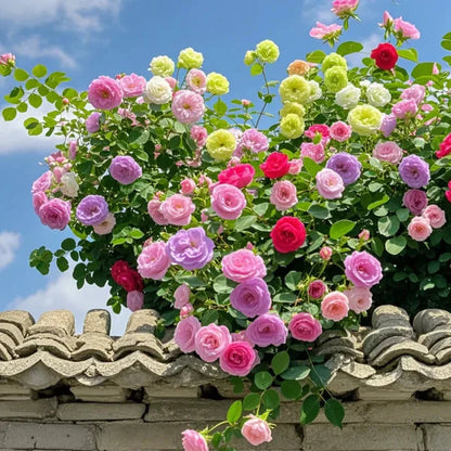 Rosa Bloom™ – Premium Climbing Rose Seeds