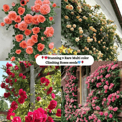 Rosa Bloom™ – Premium Climbing Rose Seeds