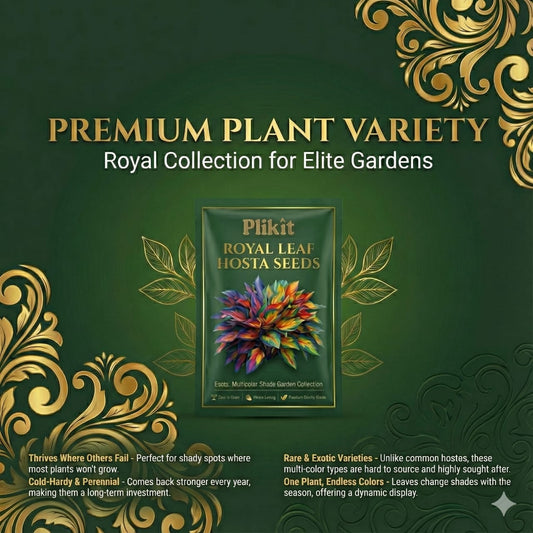 Rare Multicolor Hosta Seed + 100 Grams Organic Potmix Free